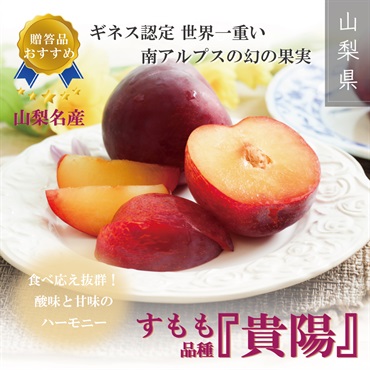 2026年度予約受付開始【山梨名産】すもも「貴陽」