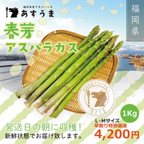 【予約販売受付中！】福岡県産　春芽アスパラガス＜今なら早割特別価格でお買い求めいただけます！＞(アスパラL~Mサイズ（1Kg）)