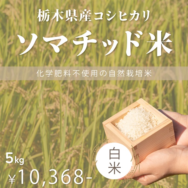 【予約販売】ソマチッド米令和７年度新米　栃木県産コシヒカリ　玄米/白米（5kg）(白米-5Kg)
