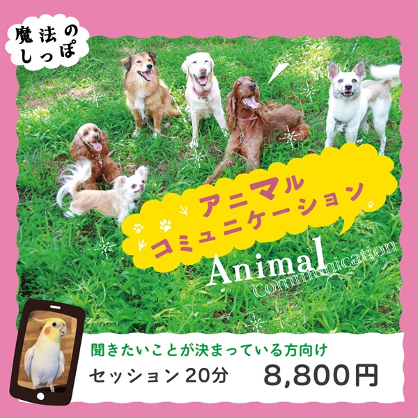 ＜愛するペットとお話ししてみませんか？＞アニマルコミュニケーション(セッション20分間)