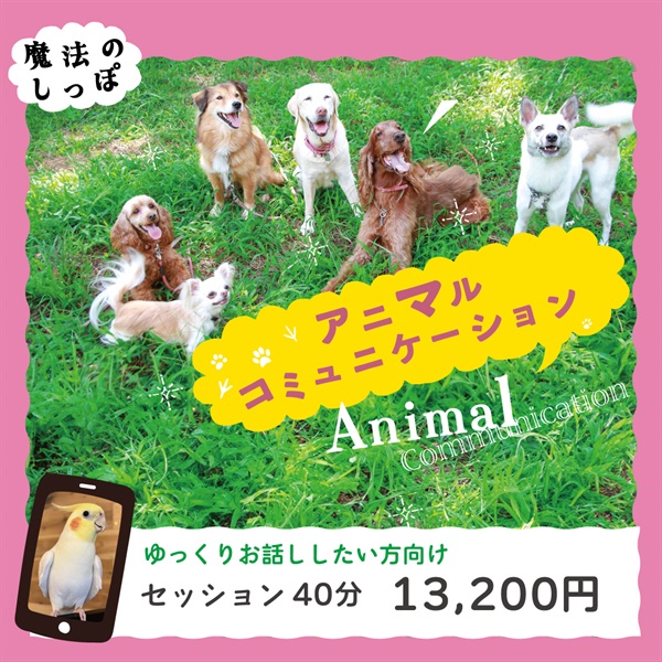 ＜愛するペットとお話ししてみませんか？＞アニマルコミュニケーション(セッション40分間)