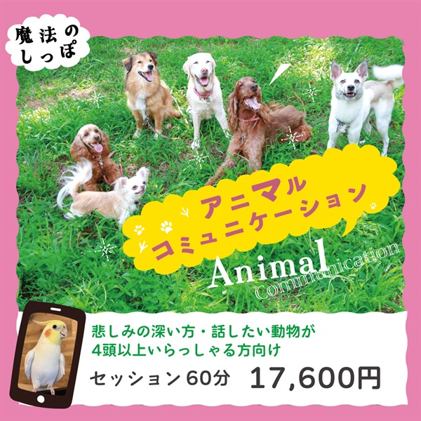 ＜愛するペットとお話ししてみませんか？＞アニマルコミュニケーション(セッション60分間)