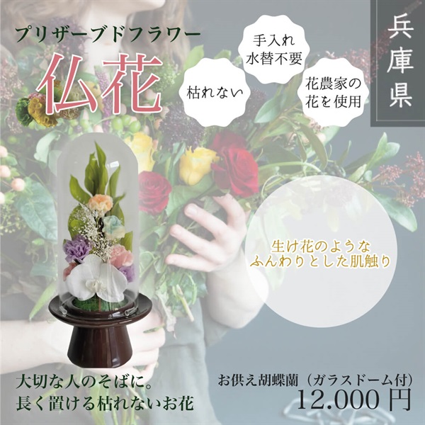 プリザーブドフラワー仏花(お供え胡蝶蘭（L）-（ガラスドーム付き）)