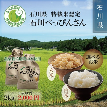 【予約注文】令和6年度新米　特栽米認定 石川べっぴんさん（白米または玄米） 2kg